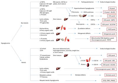 Hypoglycaemia Metabolic Gene Panel Testing